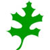 Leaf Oak
